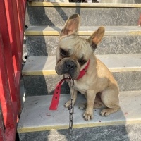 Fransız Bulldog, Köpek  Porsuk fotoğrafı