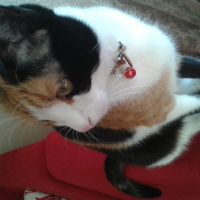 Soke, Kedi  Pakize Hanıma Acil yuva  fotoğrafı