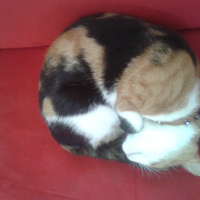 Soke, Kedi  Pakize Hanıma Acil yuva  fotoğrafı