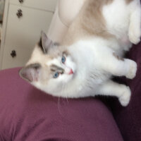 Ragdoll, Kedi  Simba fotoğrafı