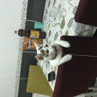 Tekir Kedi, Kedi  Mia fotoğrafı