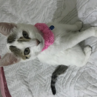 Tekir Kedi, Kedi  Mia fotoğrafı