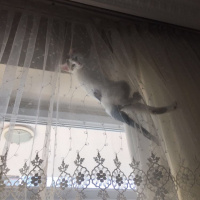 Tekir Kedi, Kedi  Mia fotoğrafı