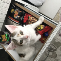 Tekir Kedi, Kedi  Mia fotoğrafı