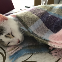 Tekir Kedi, Kedi  Mia fotoğrafı