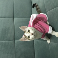 Tekir Kedi, Kedi  Mia fotoğrafı
