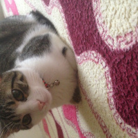 Tekir Kedi, Kedi  Mırmır fotoğrafı