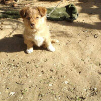 Finnish Spitz, Köpek  Aslan fotoğrafı