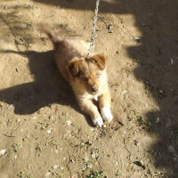 Finnish Spitz, Köpek  Aslan fotoğrafı