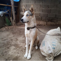 Sibirya Kurdu (Husky), Köpek  Beyazıt  fotoğrafı