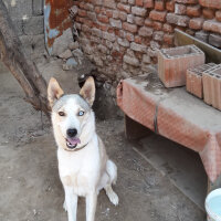 Sibirya Kurdu (Husky), Köpek  Beyazıt  fotoğrafı