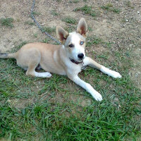 Sibirya Kurdu (Husky), Köpek  Beyazıt  fotoğrafı