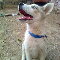 Sibirya Kurdu (Husky), Köpek  Beyazıt  fotoğrafı