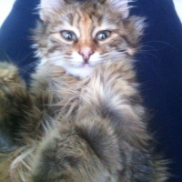 Tekir Kedi, Kedi  Kaşmir fotoğrafı