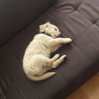 Golden Retriever, Köpek  Zeus fotoğrafı