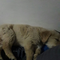 Golden Retriever, Köpek  Zeus fotoğrafı