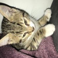 Honey Bear, Kedi  Mucize muci fotoğrafı