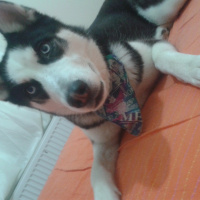 Sibirya Kurdu (Husky), Köpek  shery fotoğrafı