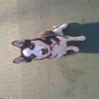 Sibirya Kurdu (Husky), Köpek  shery fotoğrafı