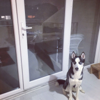 Sibirya Kurdu (Husky), Köpek  shery fotoğrafı