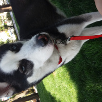 Sibirya Kurdu (Husky), Köpek  shery fotoğrafı