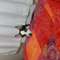 Sibirya Kurdu (Husky), Köpek  shery fotoğrafı