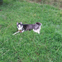 Sibirya Kurdu (Husky), Köpek  shery fotoğrafı