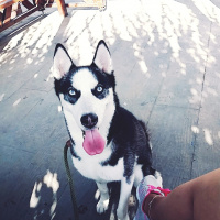 Sibirya Kurdu (Husky), Köpek  shery fotoğrafı