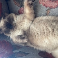 Scottish Fold, Kedi  Badem fotoğrafı
