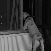Dogo Arjantin, Köpek  Bulut fotoğrafı