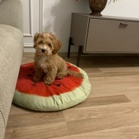 Poodle(Standart Kaniş), Köpek  Lucky fotoğrafı
