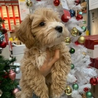 Poodle(Standart Kaniş), Köpek  Lucky fotoğrafı