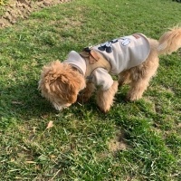 Poodle(Standart Kaniş), Köpek  Lucky fotoğrafı