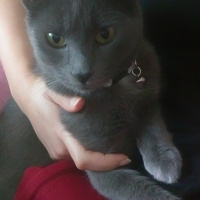 Mavi Rus, Kedi  Paris fotoğrafı