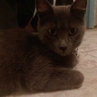 Mavi Rus, Kedi  Paris fotoğrafı