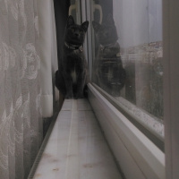 Mavi Rus, Kedi  Paris fotoğrafı