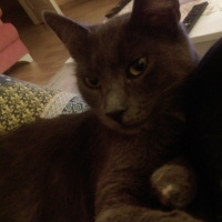 Mavi Rus, Kedi  Paris fotoğrafı