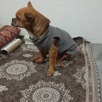 Chihuahua, Köpek  Rıfkı fotoğrafı