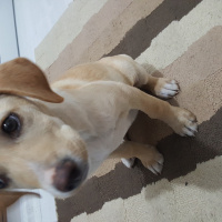 Beagle, Köpek  Leydi fotoğrafı
