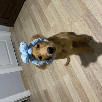 Golden Retriever, Köpek  Tarçın fotoğrafı