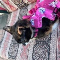 Tekir Kedi, Kedi  Karamel fotoğrafı