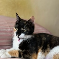 Tekir Kedi, Kedi  Karamel fotoğrafı