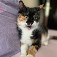 Tekir Kedi, Kedi  Karamel fotoğrafı