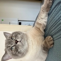 British Shorthair, Kedi  paşa fotoğrafı