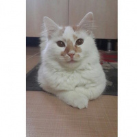 Tekir Kedi, Kedi  Felix fotoğrafı