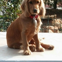 Amerikan Cocker Spaniel, Köpek  şila fotoğrafı