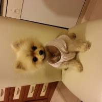 Pomeranyalı, Köpek  Teddy fotoğrafı