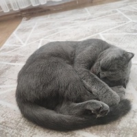 Scottish Fold, Kedi  Duman fotoğrafı
