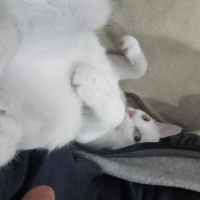 Van Kedisi, Kedi  Minoş fotoğrafı