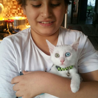 Van Kedisi, Kedi  Minoş fotoğrafı